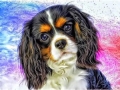 DOGS - Cavalier King Charles Affection by Alan Foxx - PoP x HoyPoloi Gallery