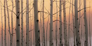 Aspen Evening