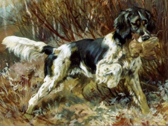 An English Setter Retrieving