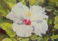 White Hibiscus