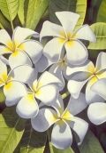 White Plumerias 84