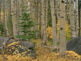 Aspen, Pine and Boulders