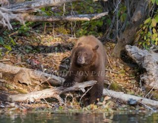 Bear at Taylor Creek