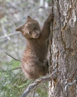 Bear Cub in Pine Tree