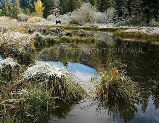 Beaver Pond Details, First Snow