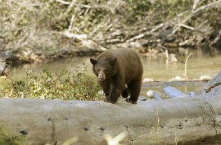 Black Bear Walking on Log