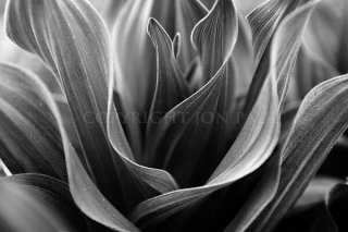Corn Lily Leaf Detail Black and White
