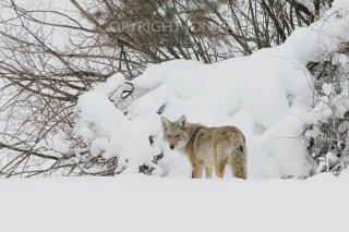 Coyote in Snow, Lake Tahoe, CA