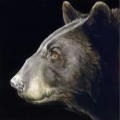 Profile of a Black Bear