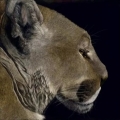 Profile of a Cougar