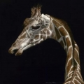 Profile of a Giraffe
