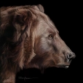 Profile of a Grizzly