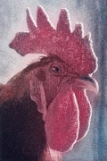 Rooster, alp ed